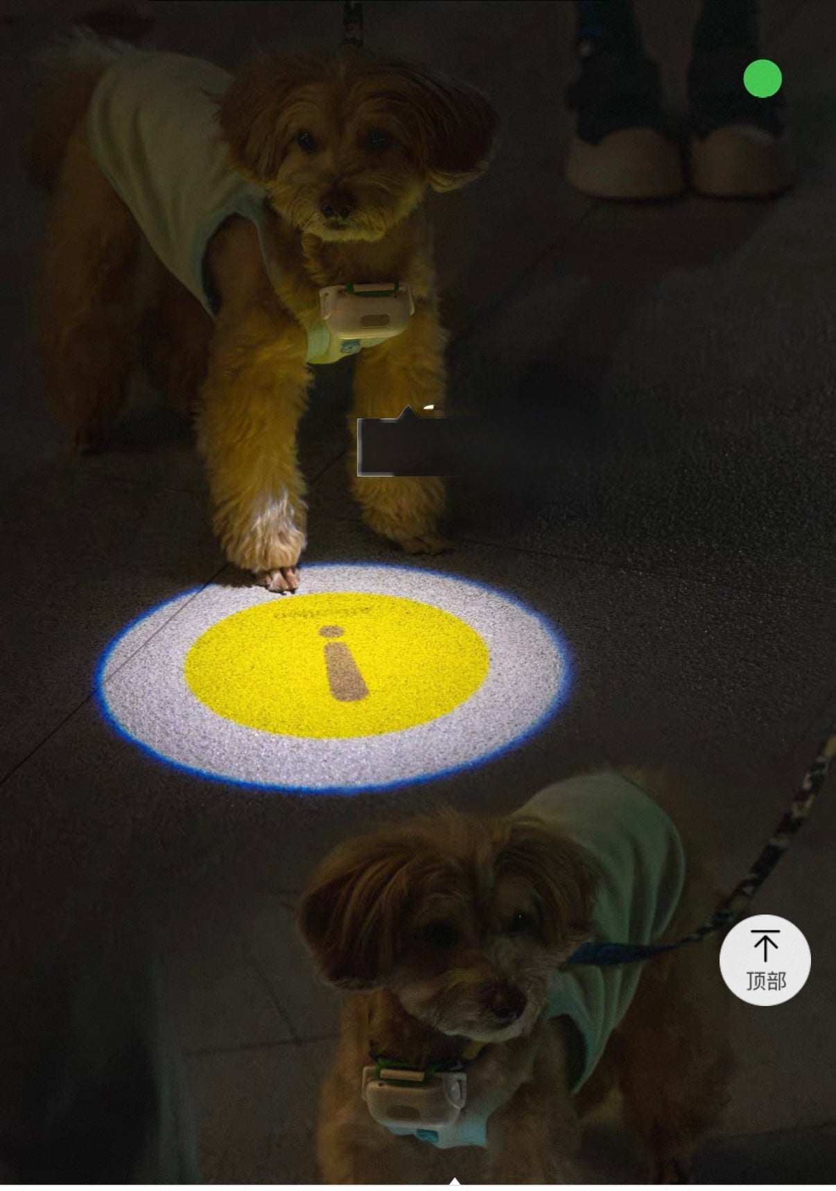 Dog Collar Light