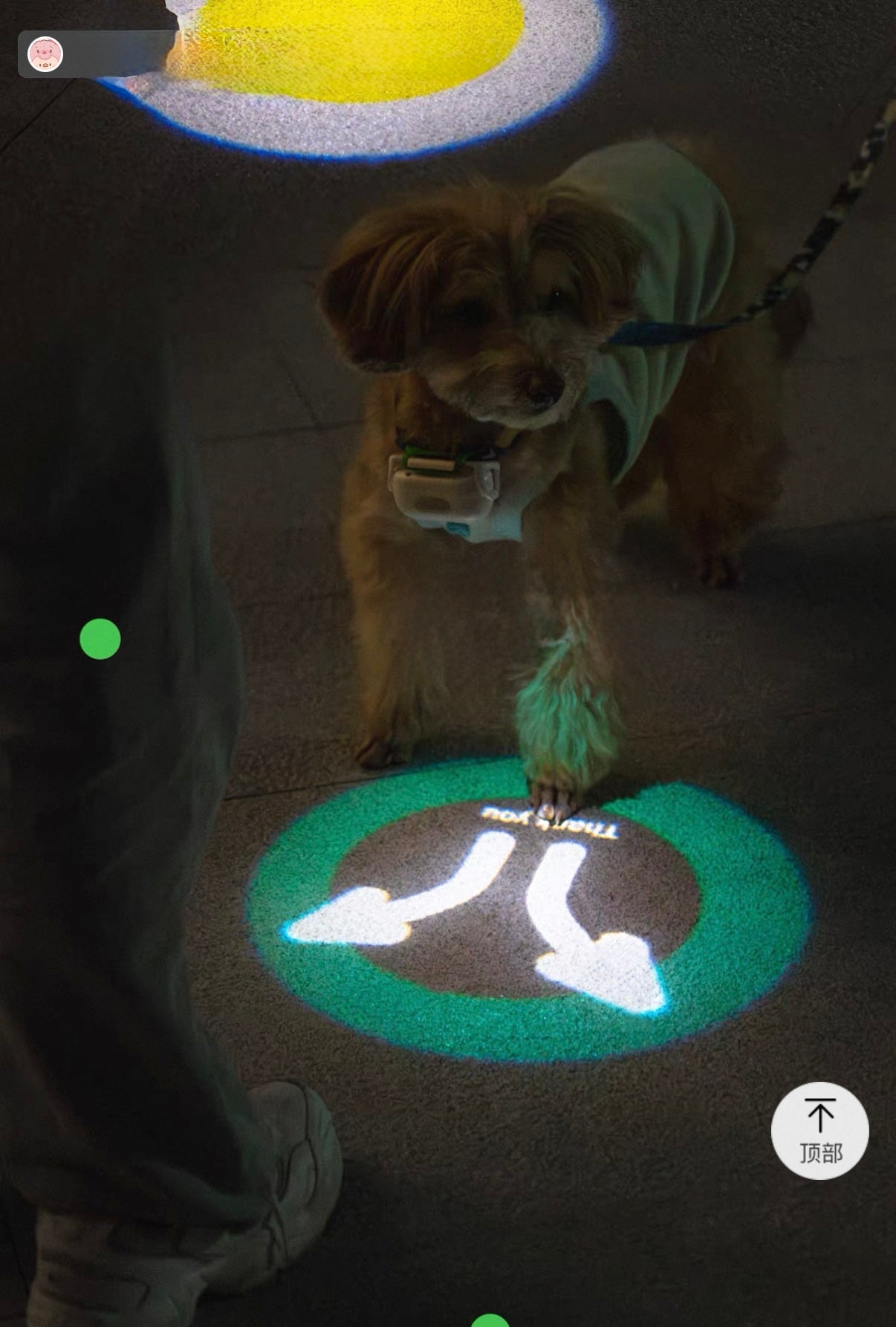 Dog Collar Light