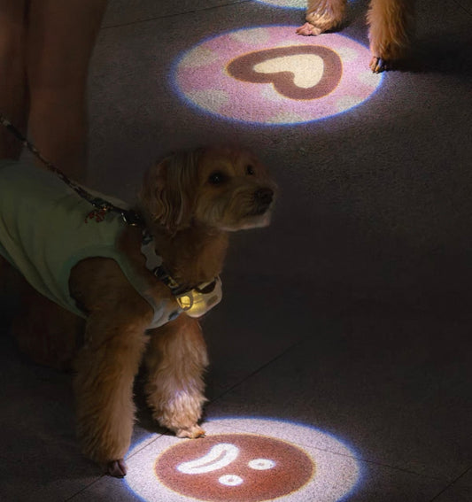 Dog Collar Light