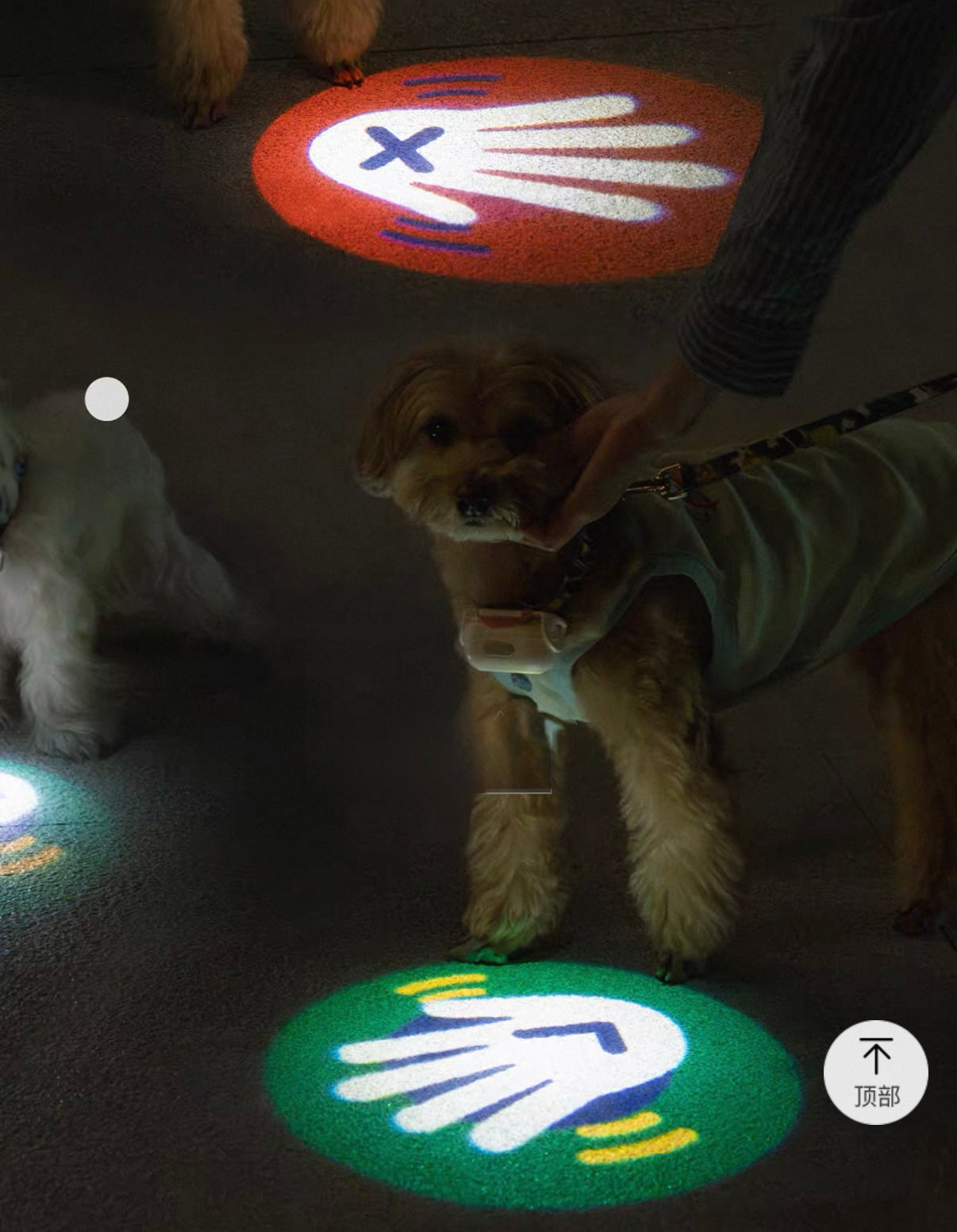 Dog Collar Light