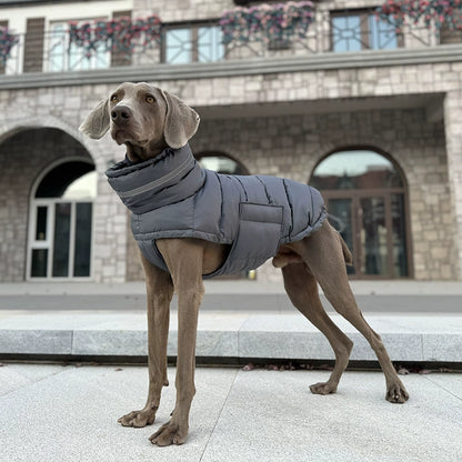 Premium Cotton Jacket for Large Dogs (Suitable for Breeds like Whippets)