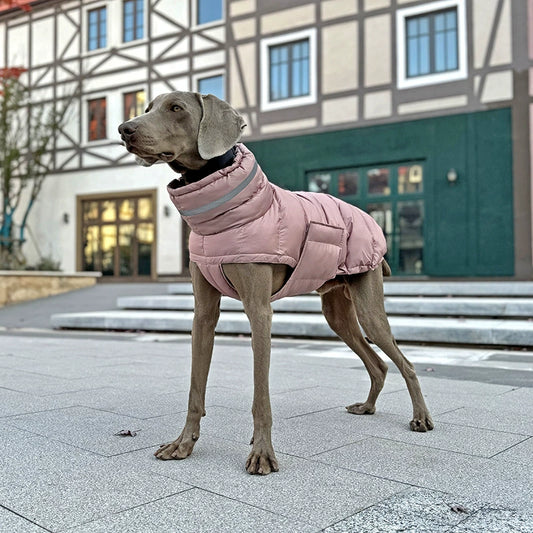 Premium Cotton Jacket for Large Dogs (Suitable for Breeds like Whippets)