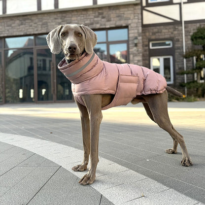 Premium Cotton Jacket for Large Dogs (Suitable for Breeds like Whippets)